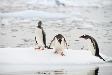 GENTOO PENGUIN!