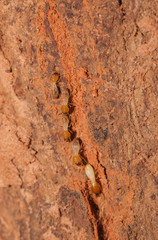 Termite hide in their tunnel from predator