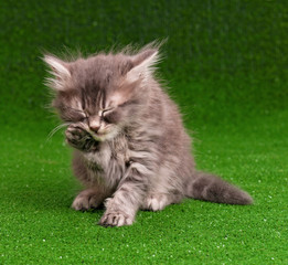Naklejka na ściany i meble Cute gray kitten
