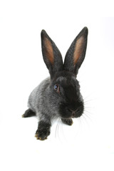 grey rabbit