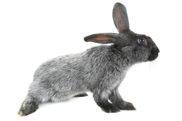 grey rabbit