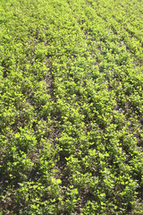 erba medica illuminata dal sole