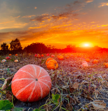 Pumpkins On Evening Field