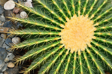 Naklejka na ściany i meble Cactus in the botanical garden.