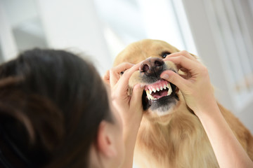 Veterinarian checking dog's teeth - obrazy, fototapety, plakaty