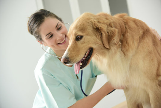 Veterinarian examining dog's heartbeat