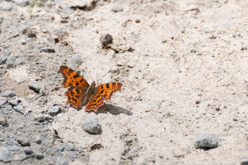 superb Comma butterfly (Polygonia c-album) resting on gravel