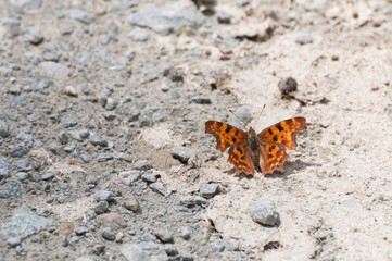Fototapeta na wymiar Comma butterfly (Polygonia c-album) on the right side
