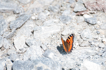 Small Tortoiseshell, orange butterfly (Nymphalis urticae) threatened with extinction;their total population was massive reduced by 61% since 1979 to 2009