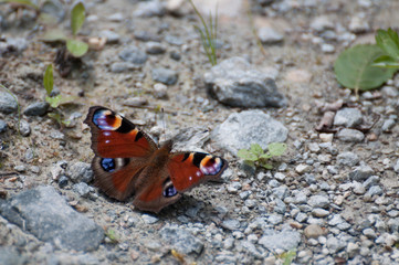 Peacock butterfly (Inachis io) resting on the gravel