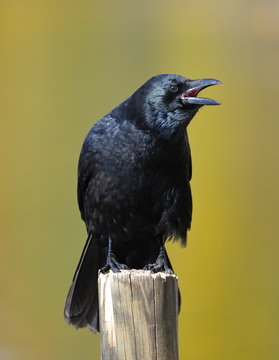 Corbeau perch&eacute;