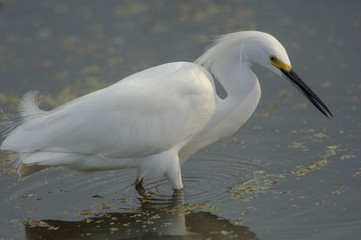 Snowy Egret (Egretta caerulea),  Wakodahatchee Wetlands, Delray Beach, Florida, USA