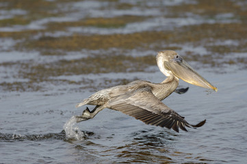 Brown Pelican, (Pelecanus occidentalis),  