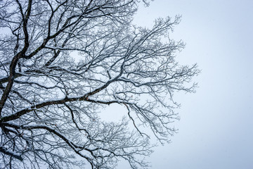 Fototapeta na wymiar Äste vom Baum mit Schneelast