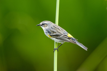 Yellow-rumped Warbler (Dendrica coronata) perched in reeds, Wakodahatchee Wetlands, Delray Beach, Florida, USA  