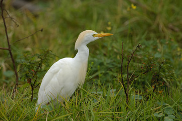 Cattle Egret (Bubulcus ibis), Wakodahatchee Wetlands, Delray Beach, Florida, USA