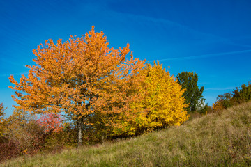 Naklejka premium Herbstbäume