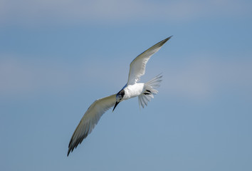 Fototapeta premium Sandwich Tern (Passerculus sandwichensis ) in flight, Florida