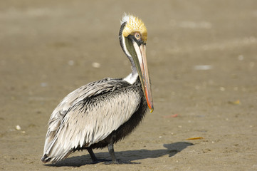 Brown Pelican, (Pelecanus occidentalis), 'Ding' Darling National Wildlife Refuge, Sanibel Island, Florida, USA 