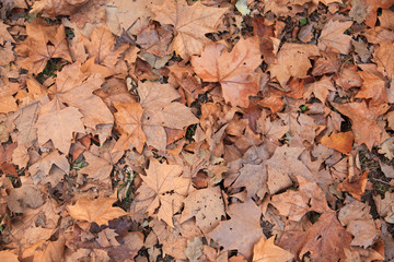 otoño