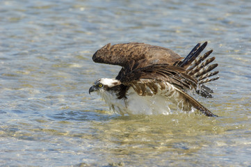 Osprey, (Pandion haliaetus), bathing along edge of beach,  Sanibel Island, Florida