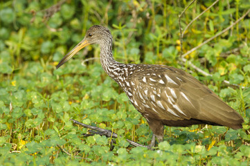 Limpkin (Aramus guarauna), - Arthur R Marshall, National Wildlife Reserve, Loxahatchee, Florida, USA. 