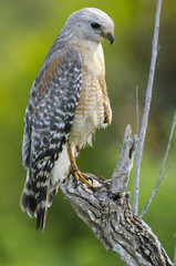 Red-shouldered Hawk (Buteo lineatus) - Arthur R Marshall, National Wildlife Reserve, Loxahatchee, Florida, USA