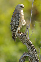 Red-shouldered Hawk (Buteo lineatus) - Arthur R Marshall, National Wildlife Reserve, Loxahatchee, Florida, USA