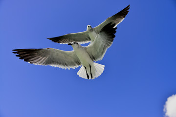 Seagull at flight