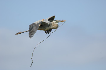 Great Blue Heron (Ardea herodias) flying with nest stick - Arthur R Marshall, National Wildlife Reserve, Loxahatchee, Florida, USA. 