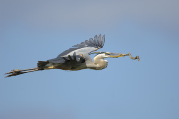 Great Blue Heron (Ardea herodias) flying with nest stick - Arthur R Marshall, National Wildlife Reserve, Loxahatchee, Florida, USA. 