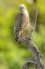 Red-shouldered Hawk (Buteo lineatus) - Arthur R Marshall, National Wildlife Reserve, Loxahatchee, Florida, USA.  