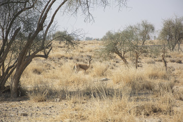 Chinkara (The Indian Gazelle) in the Desert National Park, Rajasthan, India