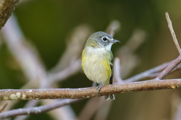 Blue-headed Vireo (Vireo solitarius), perched in tree, Florida