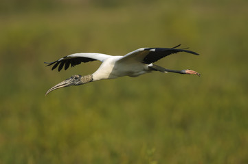 Wood Stork, (Mycteria americana), in flight, Florida