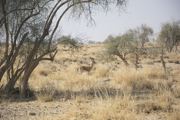 Chinkara (The Indian Gazelle) in the Desert National Park, Rajasthan, India
