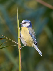Eurasian blue tit (Cyanistes caeruleus)