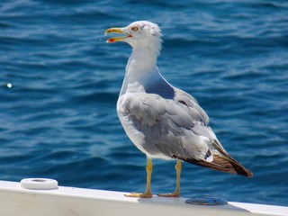 Fototapeta na wymiar Seagull on boat