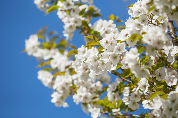 White cherry blossom in spring
