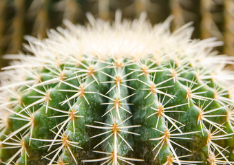 Close up of globe shaped cactus with long thorns