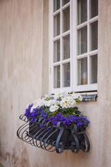Fototapeta na wymiar Window flower box