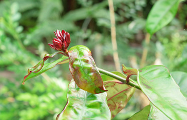 Red Flower