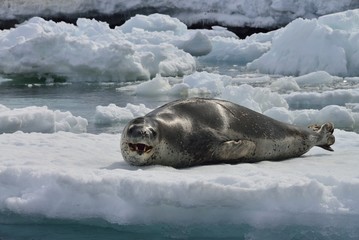 Leopard Seal!