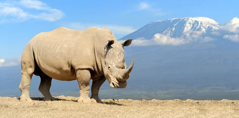 Crédence de cuisine en verre imprimé Rhinocéros Rhinocéros