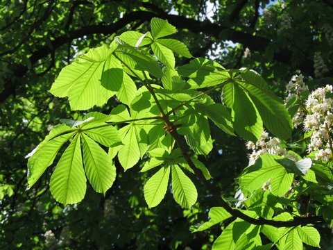 green chestnut tree leaves enlightened with the sun
