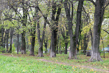 Park landscape lonely tree