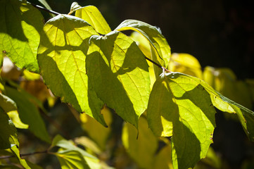 feuille d'automne en gros plan