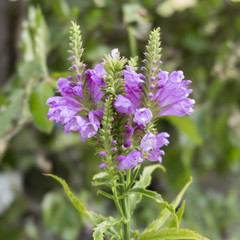 Obraz premium wildflower in the meadow