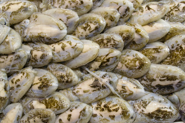 seppie mercato del pesce