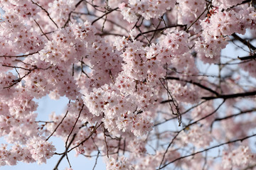 Sakura flower or cherry blossoms.